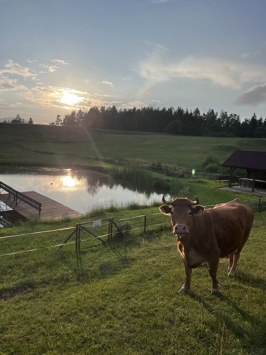 Całoroczny domek nad Doliną