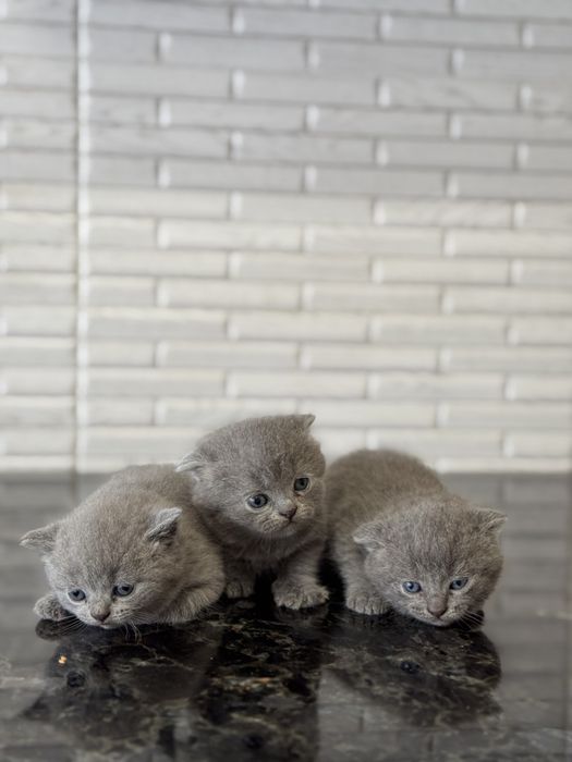 Шотланські клапоухі кошенята