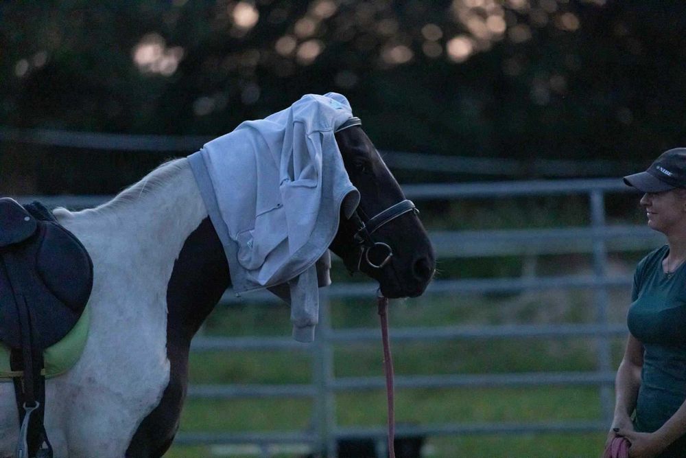 Srokata klacz wielkopolska prosto od hodowcy