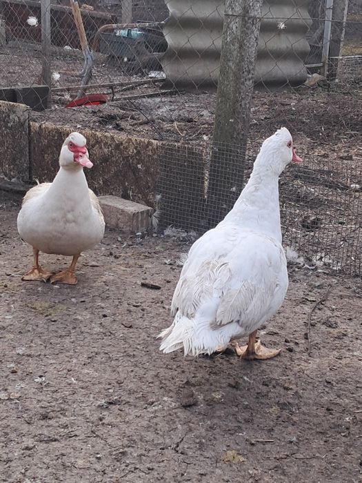 Продам індокачок сім'ї, або роздріб