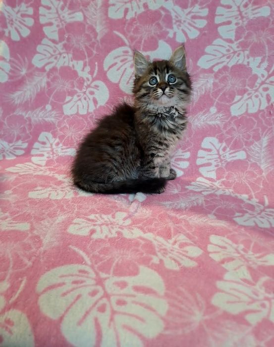 Продам сибирскую девочку