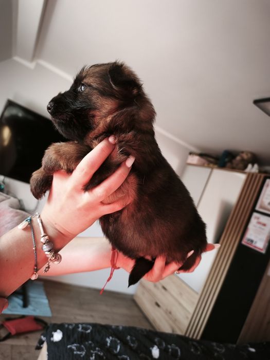 Owczarek Niemiecki Długowłosy FCI ZKwP wilczasty samiec