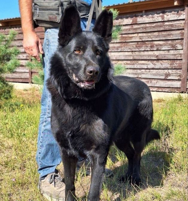 Чорна німецька вівчарка вязка