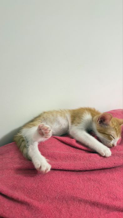 Gatos para adoção