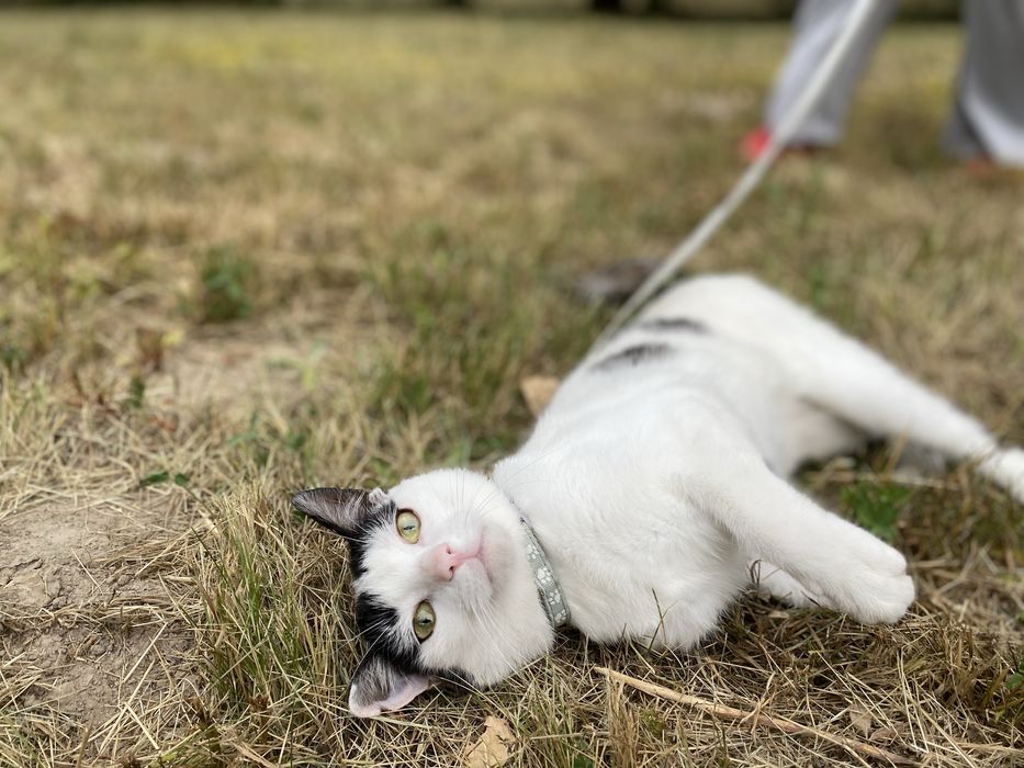 Pokochaj Felisia - kocurek adopcja