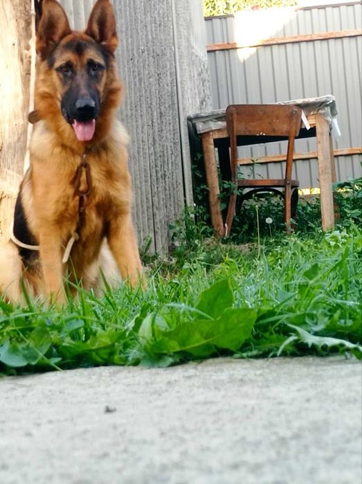 В'язка німецька вівчарка