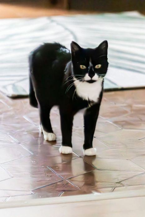 Przygarnij uroczą Matyldę