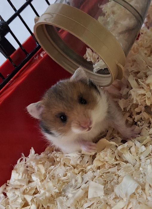 chomik syryjski malutka samiczka