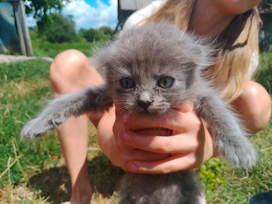 Кошенята шукаю родину