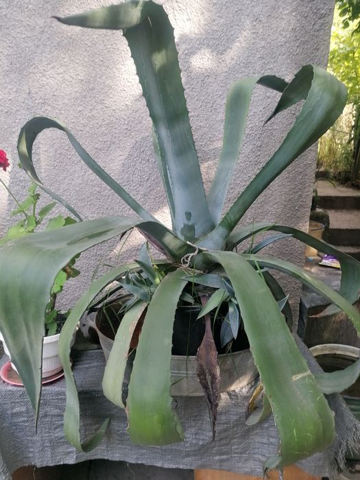 Продам Агава американська