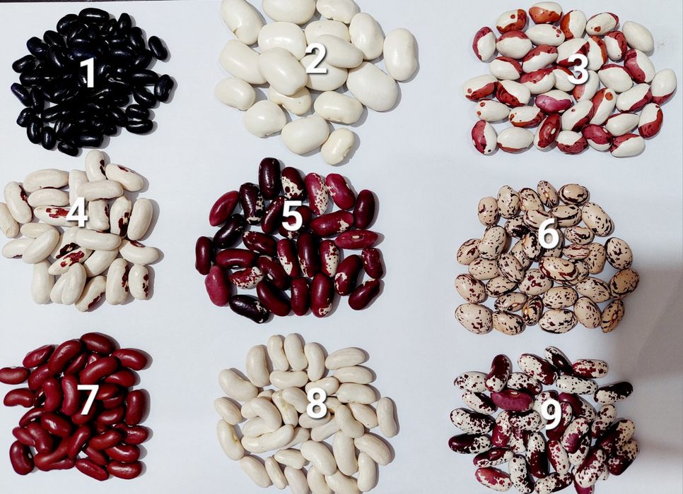 Домашня квасоля різних сортів