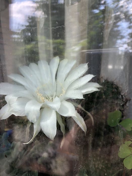 Композиції з кактусів