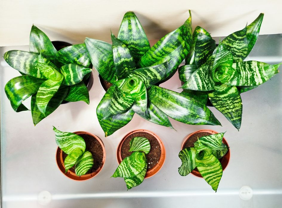 Щучий хвост Сансевиерия Ханни сансивиерия Сансівієрія сансевієрія