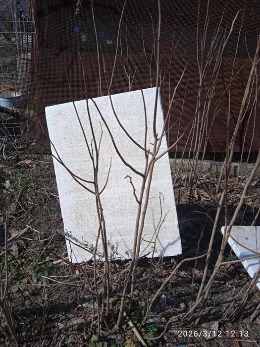 Продам саджанці азиміни