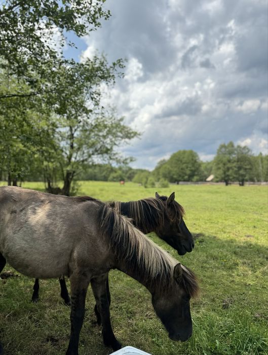 Roczna klacz huculska