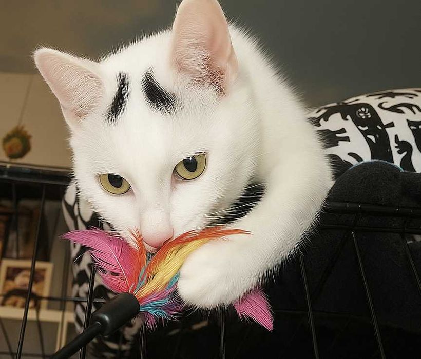 Poznań i okolice - kocurek Przecinek szuka domu