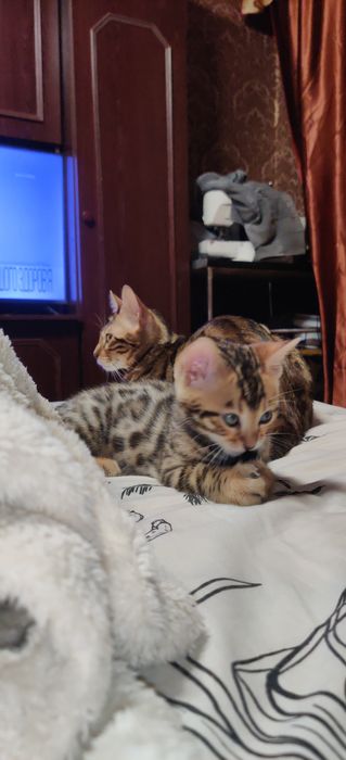 Розкішні бенгальські кошенята — ваш домашній міні-леопард!
