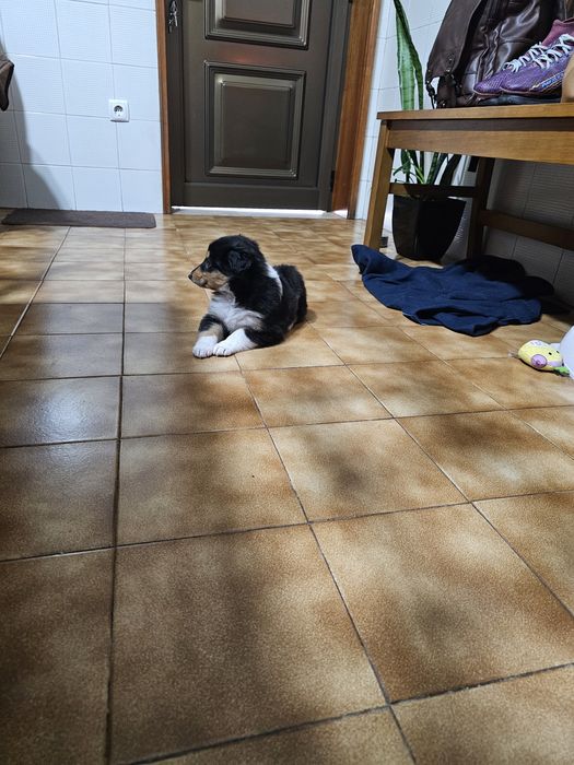 Rough collie fêmeas
