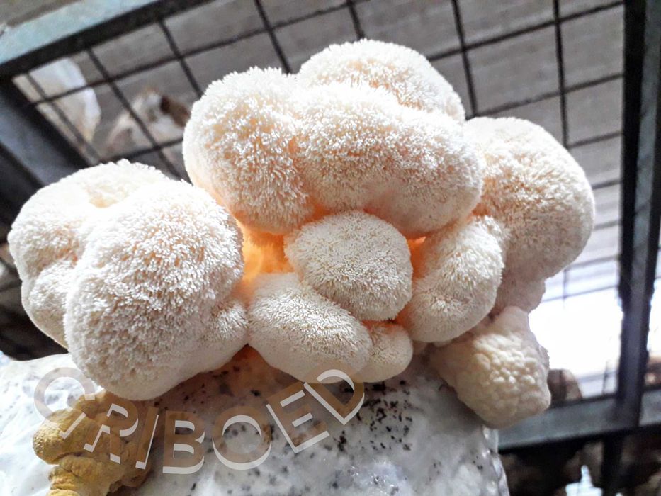 250 грамм - Ежевик гребенчатый (мицелий + плодовые тела). Лучшая цена!