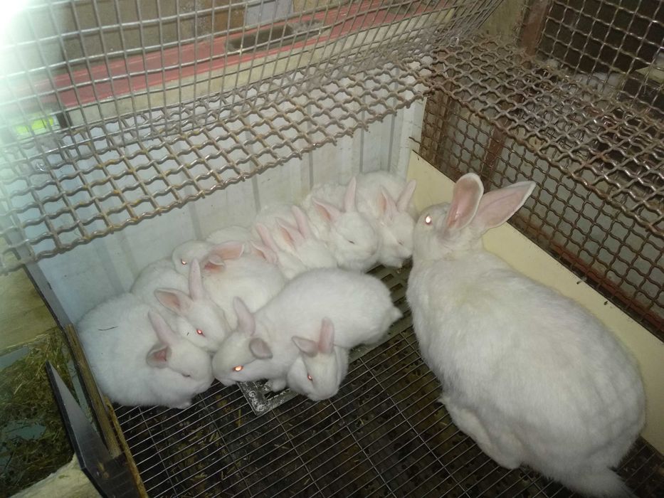 Белий Панон. Самеці та самики на племя. Кролики.