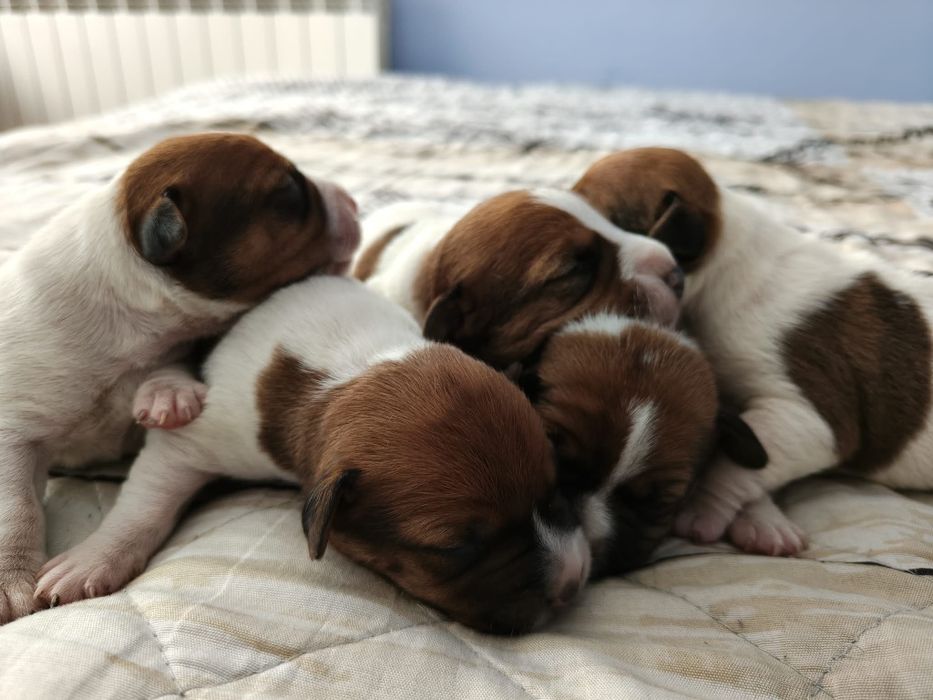 Jack Russell Terrier