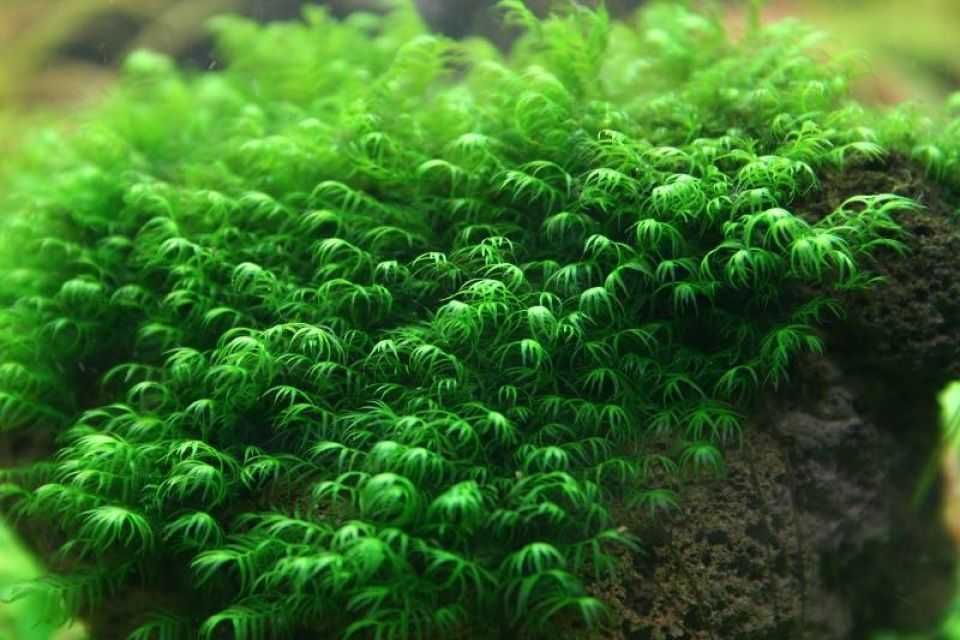 Mech Phoenix Moss Fissidens Fontanus
