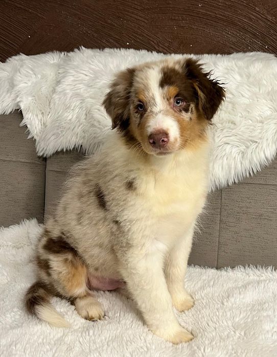 Owczarek Australijski typ amerykański piesek