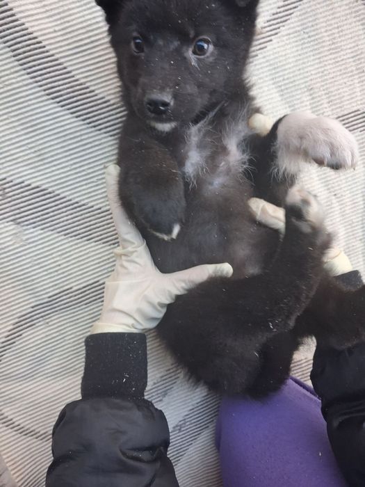 Віддаємо принцесок