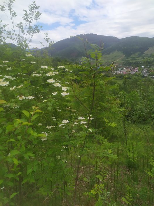 Карпатський фіточай для здоров'я