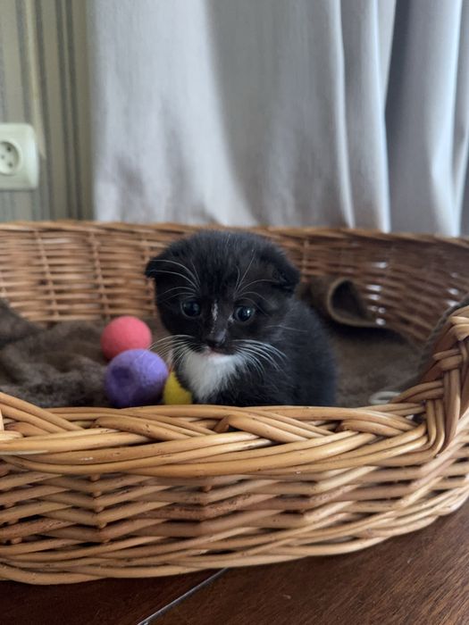 шотландькі висловухі кошенята