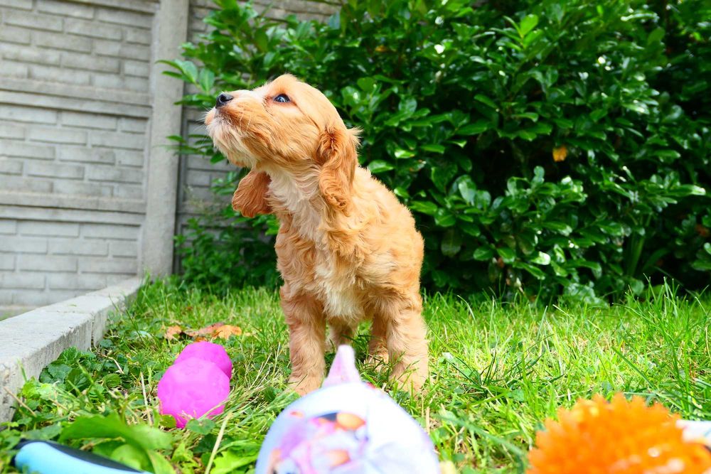 Cockapoo- Piękna zdrowa suczka- Badania Genetyczne!
