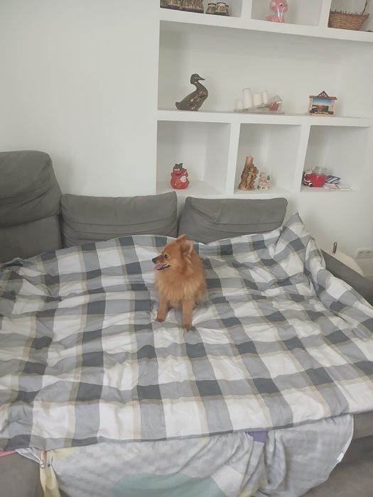 Szpic niemiecki śliczna suczka