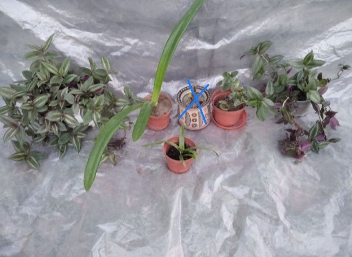 Комнатный цветок восковик традесканция декабрист алое хойа сансивиерия