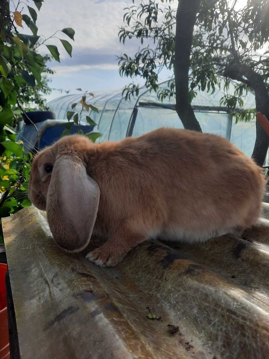 Samce barana francuskiego