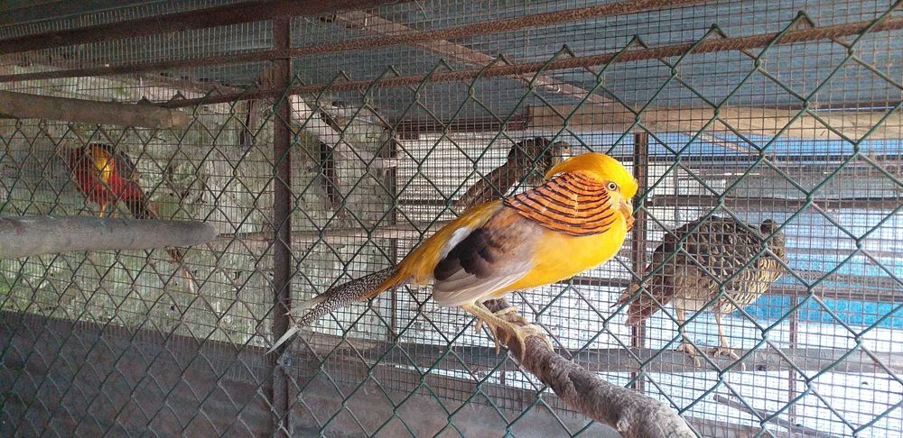 Faisões Gigi de 2025