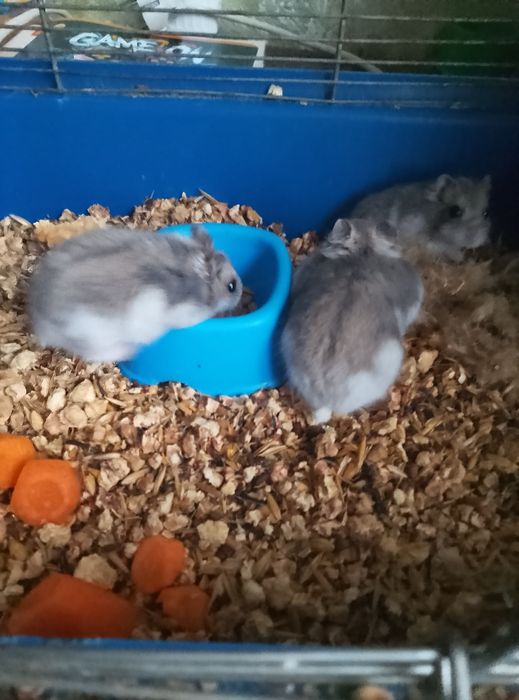 Джунгарские хомячки