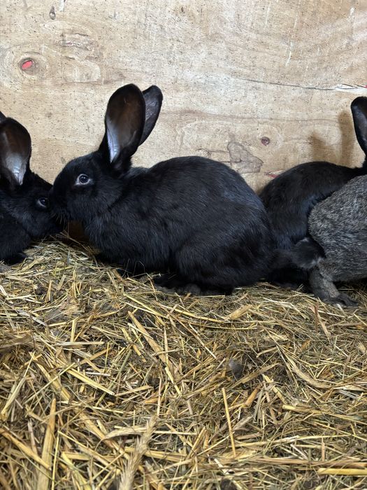 Sprzedam młode króliki