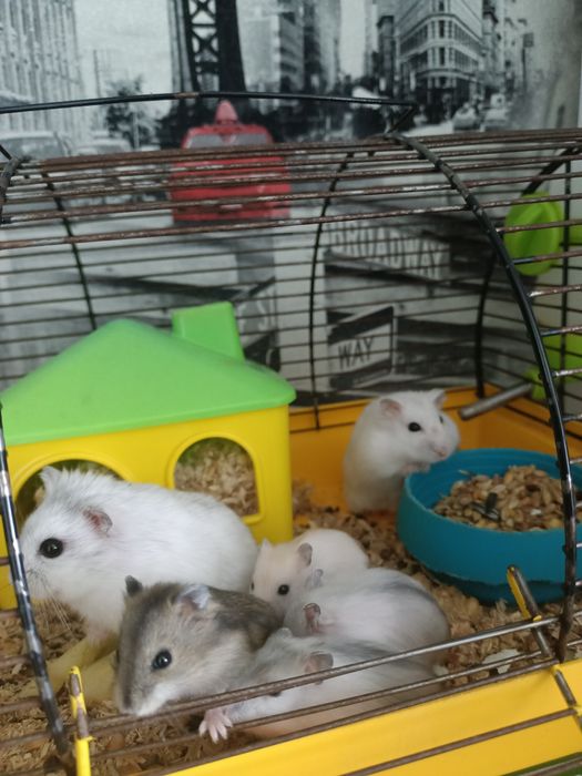 Джунгарики хомячок