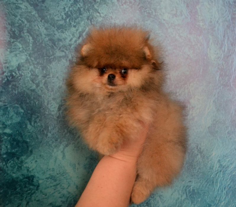 Хлопчик померанський шпіц