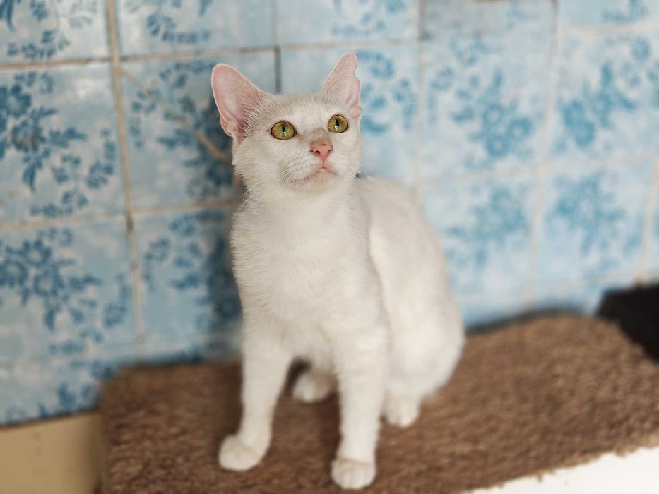 Нежная очаровательная белое облачко кошечка Анет, 1 годик, ждет