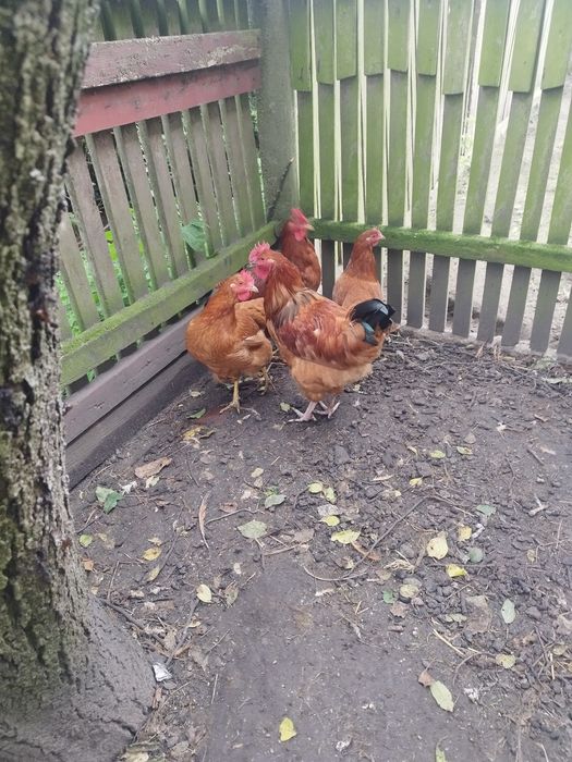Sprzedam młode koguty