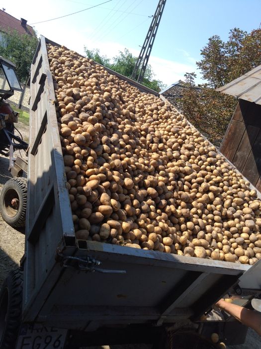 Ziemniaki Ekologiczne
