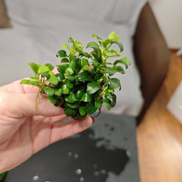 Anubias mini sadzonki