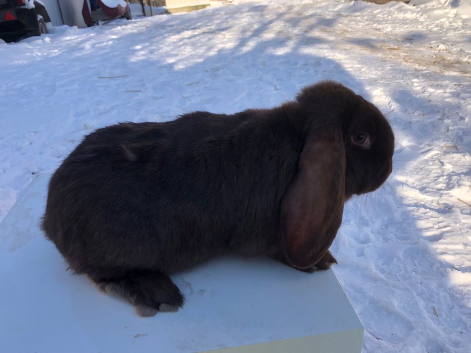 samiczka barana francuskiego