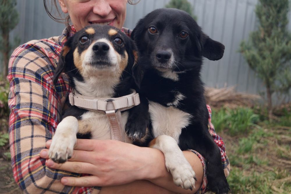 Метиси такс , молоді, стерилізовані