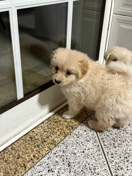 Cão de companhia