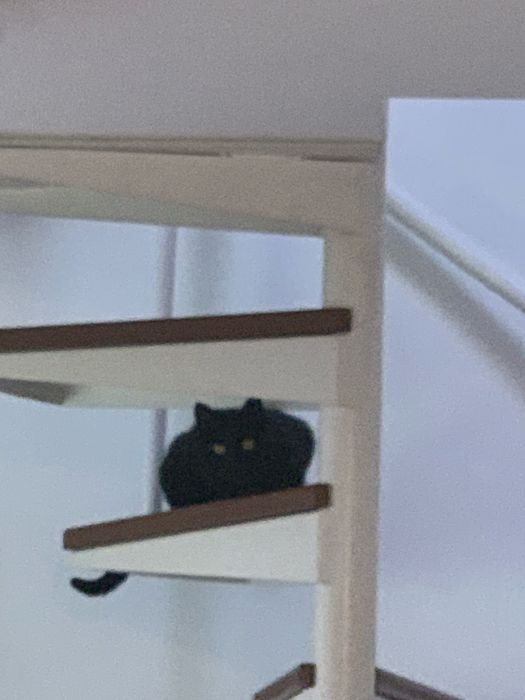 Gata perdida boavista/cedofeita