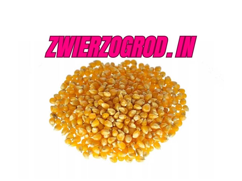 MDM Kukurydza Popcorn dla ptaków gołąb papuga 20kg** zwierzogrod.in **