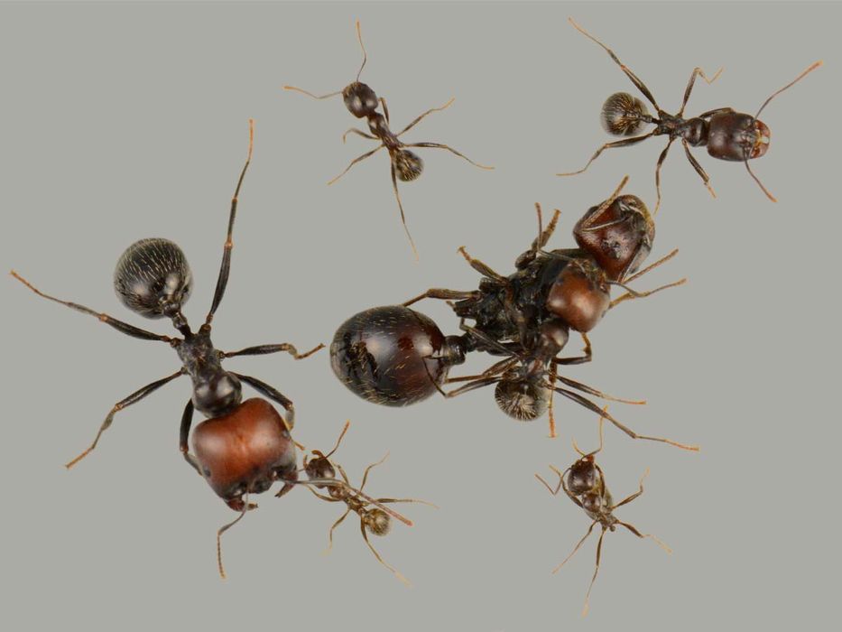 Экзотические муравьи для муравьиных ферм // Messor, Crematogaster.