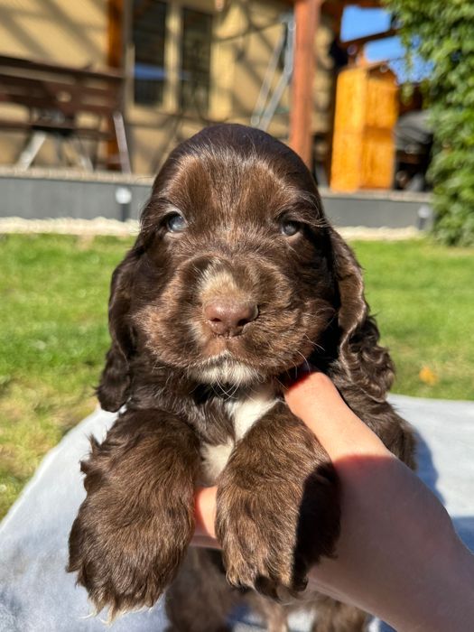 Cocker spaniel angielski czekoladowy